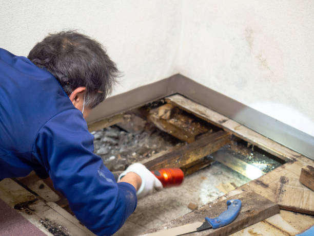Best Black Mold Removal  in Higginsville, MO