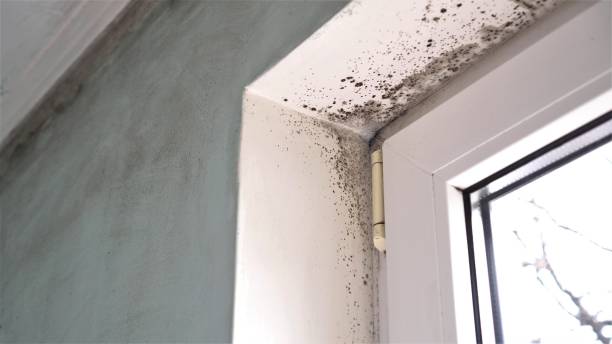 Best Mold Cleaning Services  in Higginsville, MO