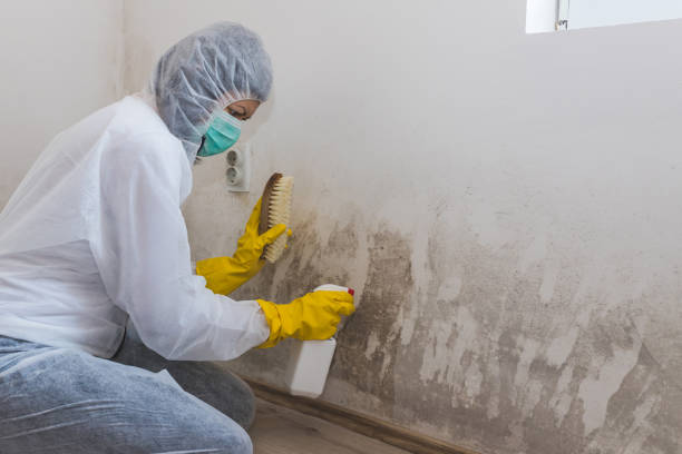 Best Toxic Mold Removal  in Higginsville, MO