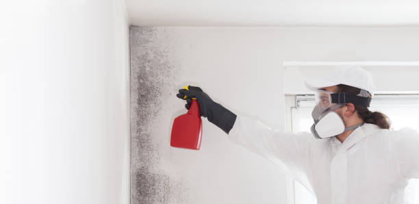 Best Toxic Mold Removal  in Higginsville, MO