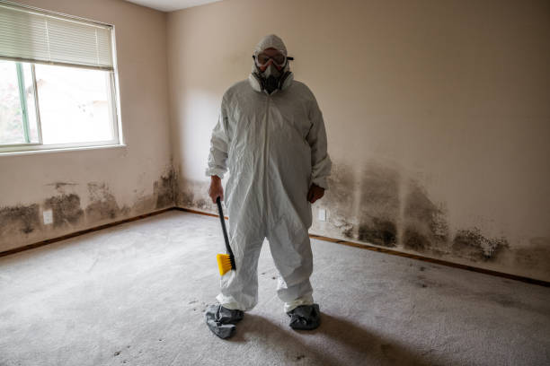 Reliable Higginsville, MO Mold Removal Solutions